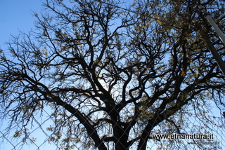 Quercia Marchesana